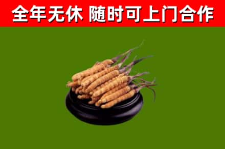 雨花区回收冬虫夏草
