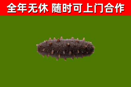 雨花区回收海参干